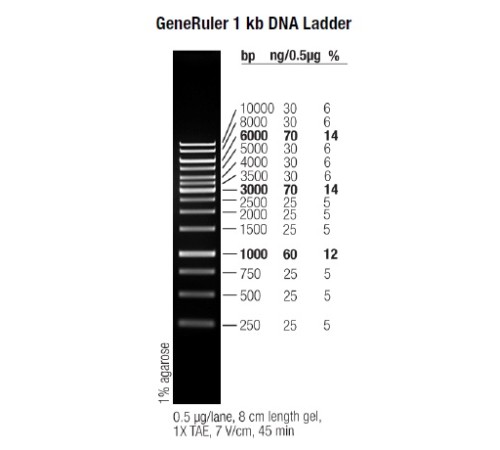 Маркер длин ДНК GeneRuler 1 kb, 10 фрагментов от 250 до 10000 п.н., 0,5 мкг/мл, Thermo FS