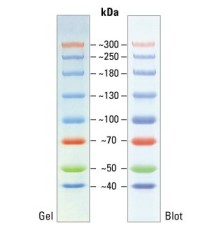 Маркеры белковые молекулярного веса, предокрашенные, Spectra, 40-300 кДа, 8 полос, Thermo FS