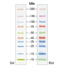 Маркеры белковые молекулярного веса, предокрашенные, Spectra, 10-260 кДа, 10 полос, Thermo FS