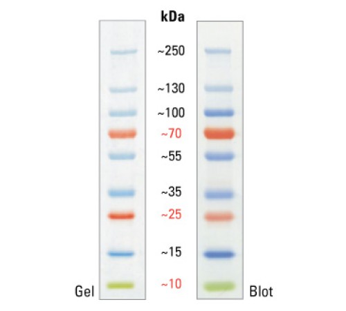 Маркеры молекулярной массы белков, окрашенные, PageRuler, 10-250 кДа, для SDS-электрофореза и вестерн-блоттинга, Thermo FS