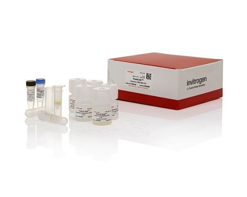 Набор для выделения ДНК, PureLink Genomic DNA Mini Kit, Thermo FS